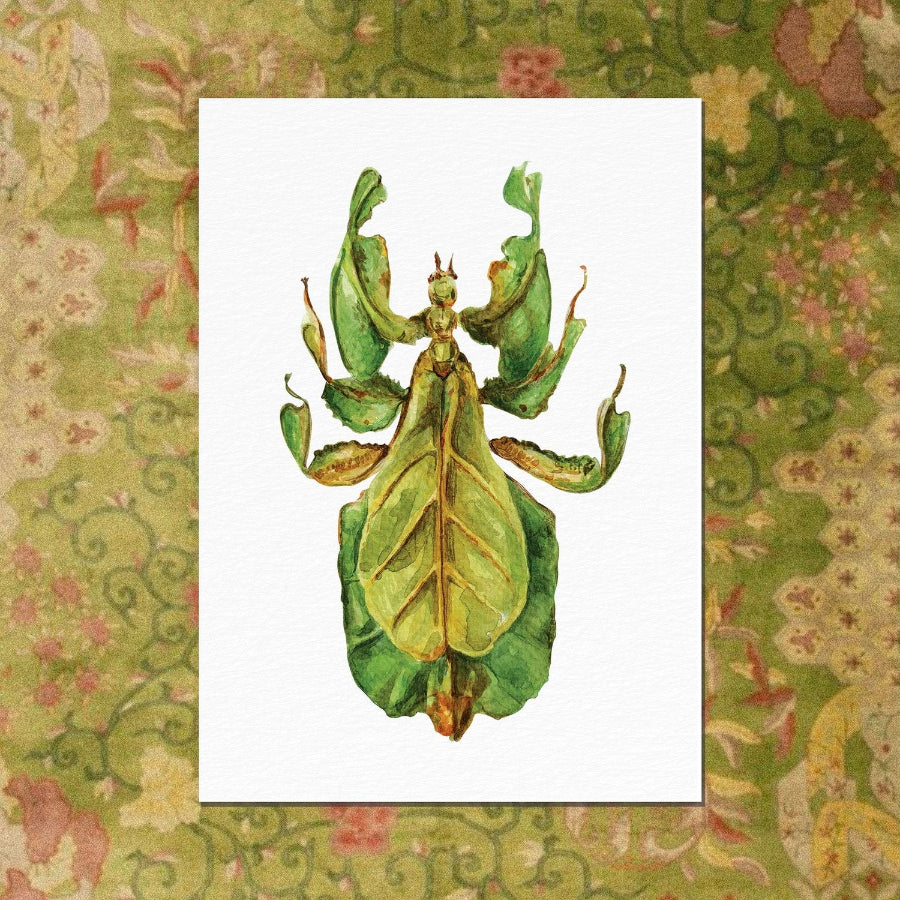 carte postale le phasme ogre illustration