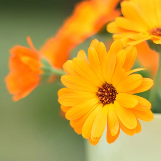 Sachet graines - un peu, beaucoup, à la folie