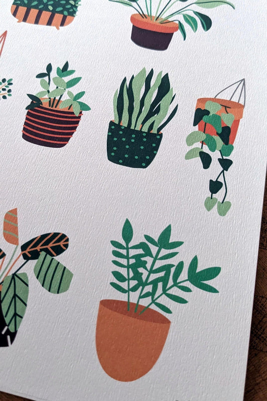 focus illustration botanique