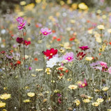 sachet de graines de fleurs des champs avec message Une attention à semer