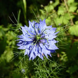 Nigelle de damas